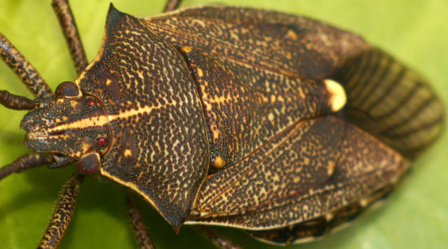 Gum-tree Shield Bug (Omyta centrolineata ssp siccior)