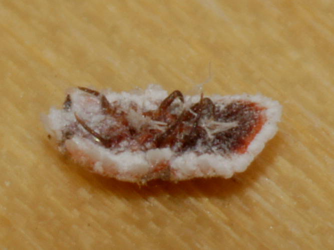 Small Mealybug (Monophlebulus sp ES02)