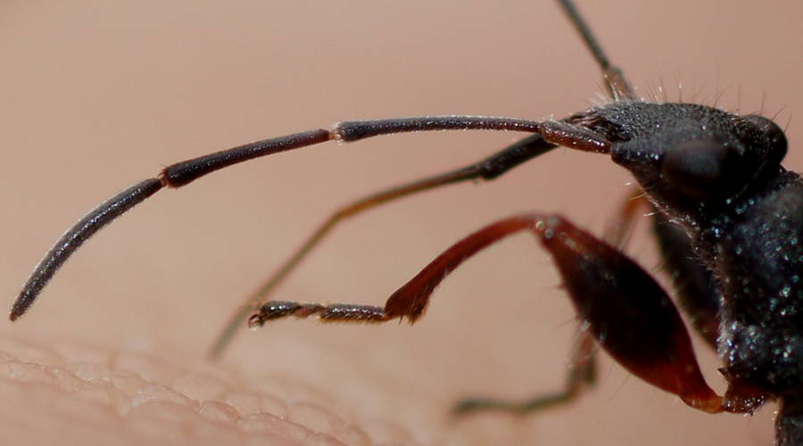 Ant-mimicking Seed Bug (Daerlac cephalotes)
