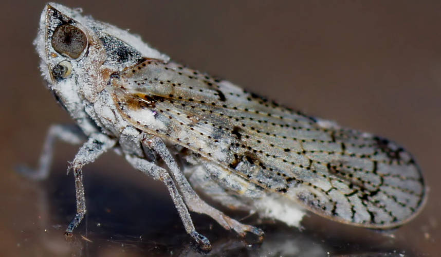 Speckled Lacehopper (Aubirestus semicirculatus)