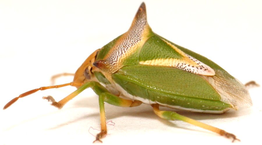 Long-spined Shield Bug (Cuspicona longispina)