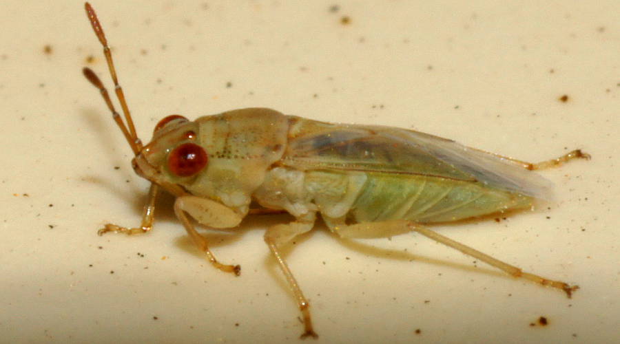 Green Seed Bug (Lygaeidae sp)