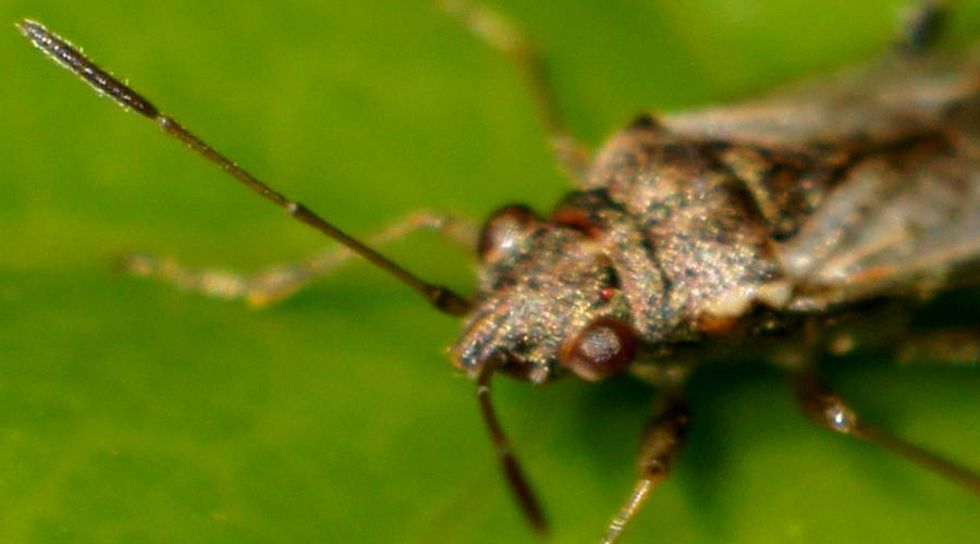 Rutherglen Bug (Nysius vinitor)