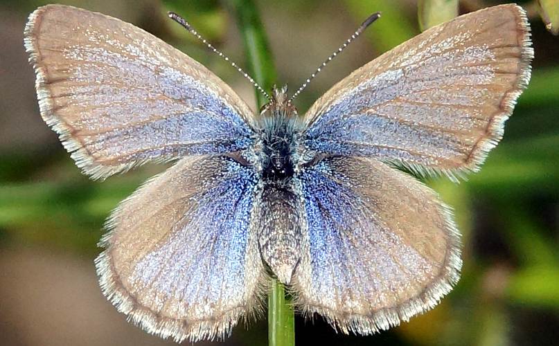 Grass-blue (Zizina otis ssp labradus)