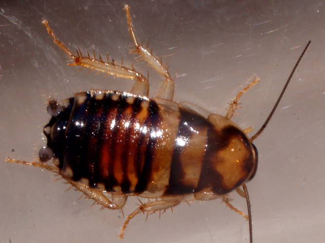 Small Cockroach (Temnelytra sp)