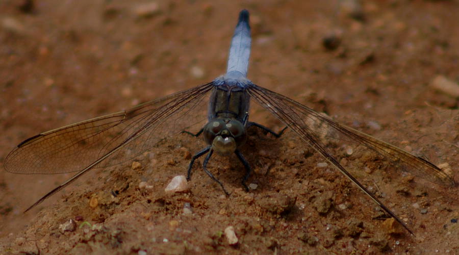 Blue Skimmer (Orthetrum caledonicum)