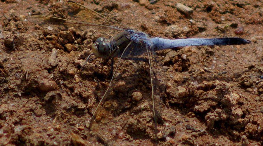 Blue Skimmer (Orthetrum caledonicum)