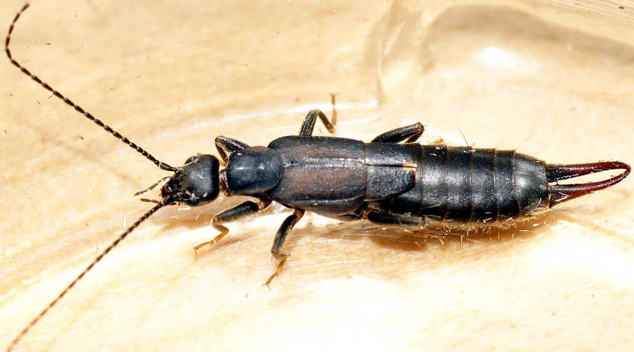 Black Bush Earwig (Nala lividipes)