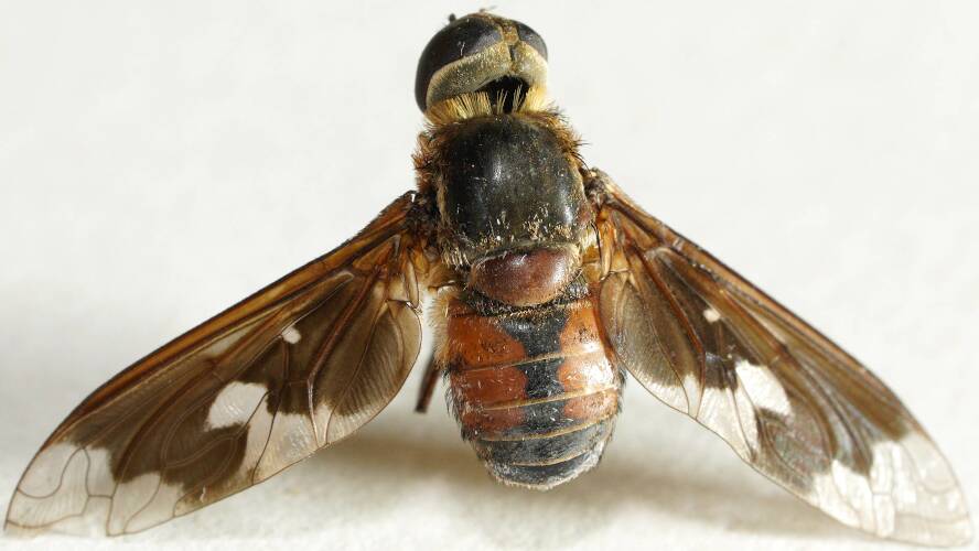 Adelaide's Bee Fly (Kapu adelaidica)