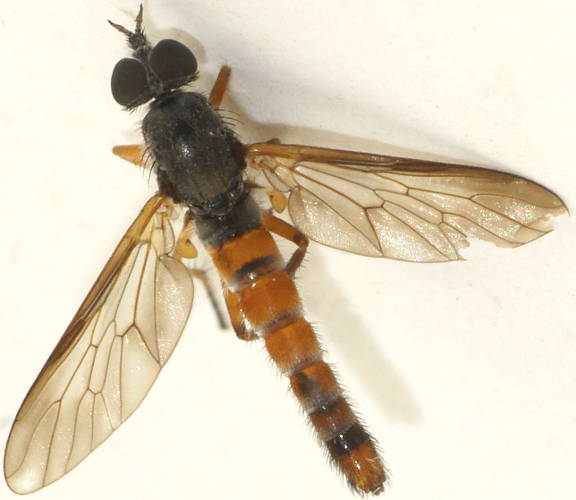Orange Banded Stiletto Fly (Therevidae sp ES03)