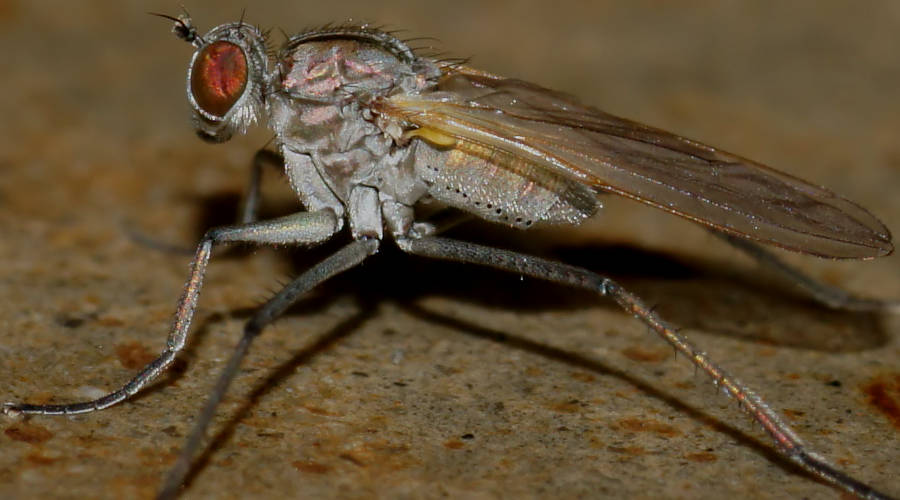 Long Legged Fly (Hydrophorus praecox)