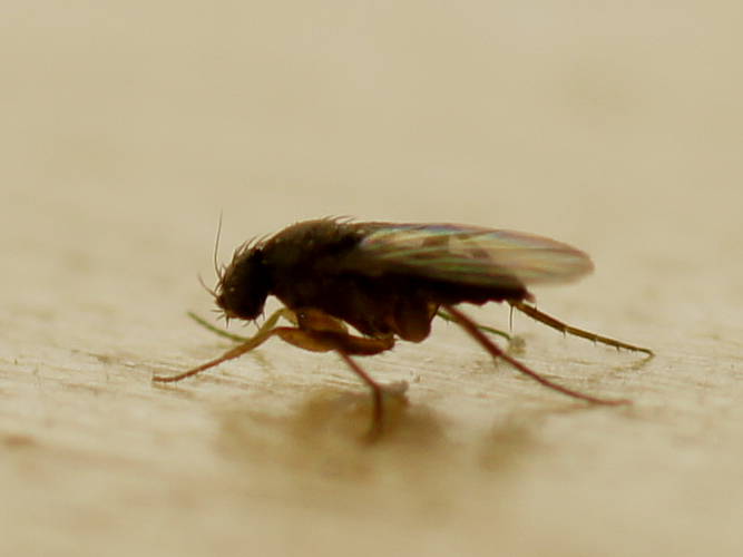 Scuttle Fly (Megaselia sp)