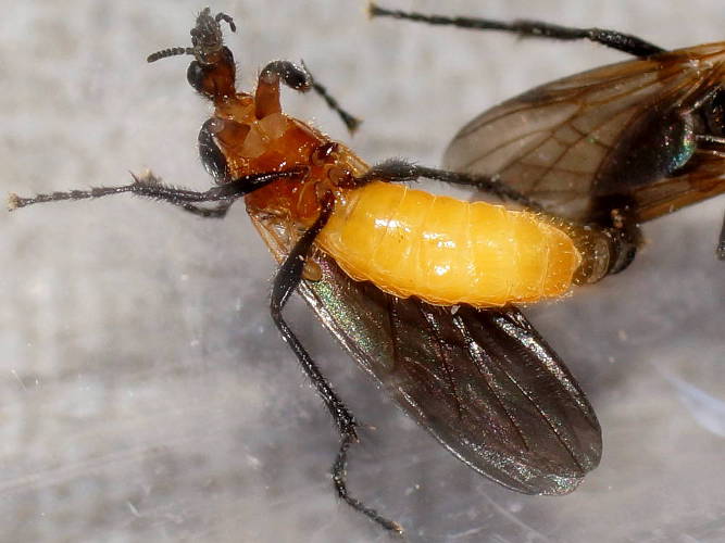 Compost Fly (Bibio imitator)