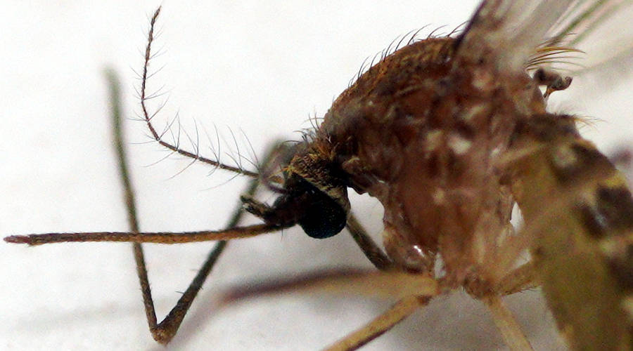 Yellow-striped Mosquito (Culex globocoxitus)