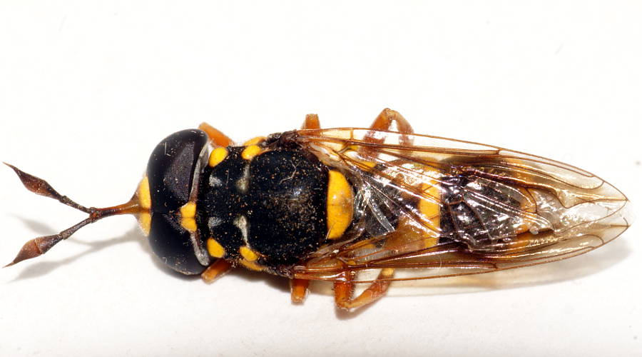 Wasp-mimicking Hover Fly (Ceriana ornata ssp ornata)