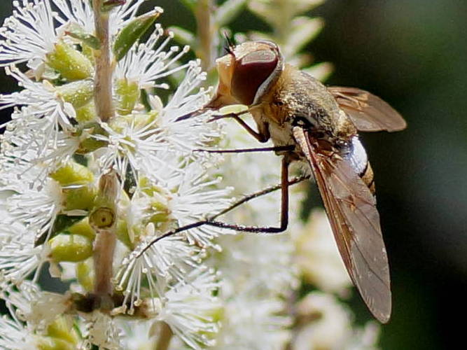 Large Banded Bee Fly (Ligyra cingulata)