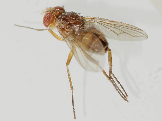 Mottled Brown Tachinid Fly (Peribaea sp)