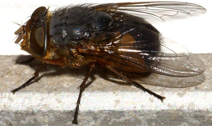 Lesser Brown Blowfly (Calliphora dubia)
