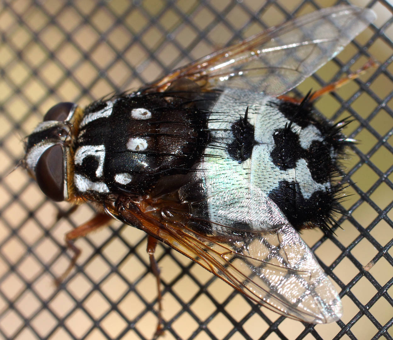 Black & White Giant Fly (Formosia speciosa)