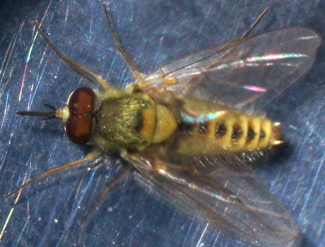 Yellow & Black Bee Fly (Pygocona sp ES01)