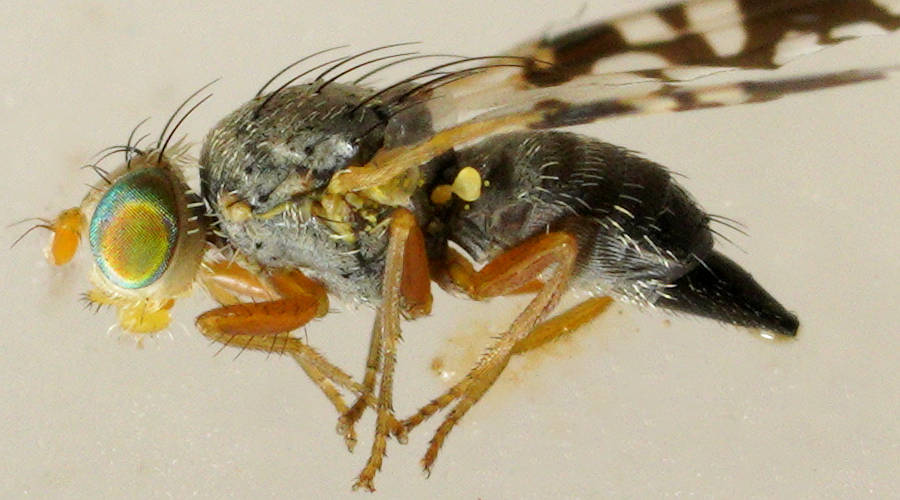 False Fruit Fly (Paraspathulina eremostigma)