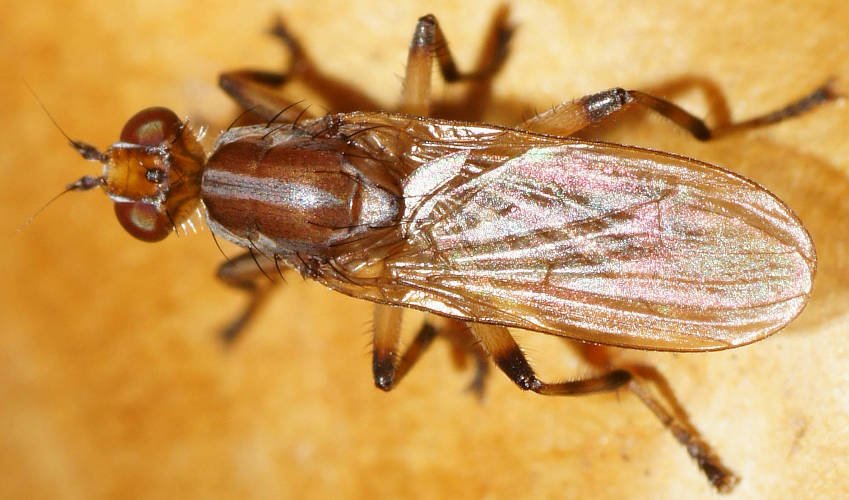 Toadstool Fly (Tapeigaster paramonovi)