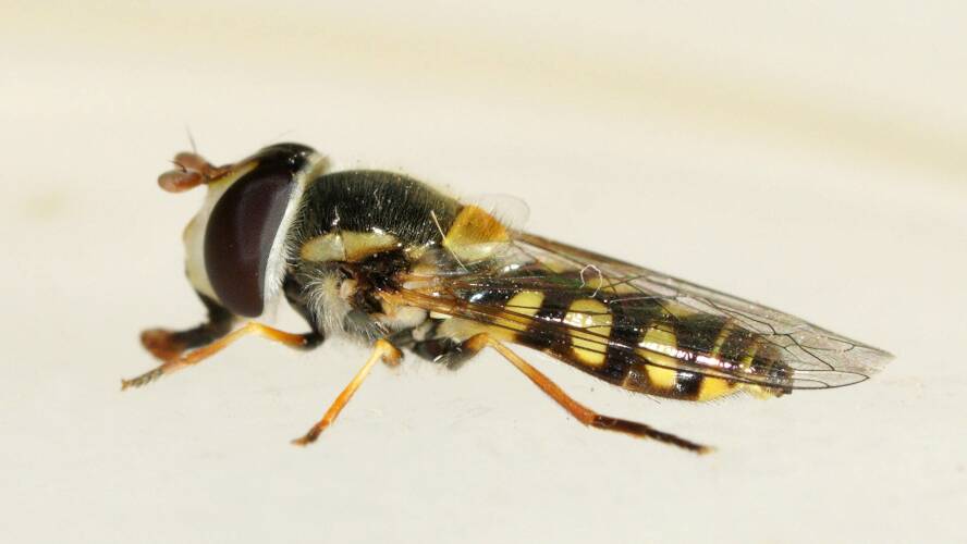 Yellow-shouldered Stout Hover Fly (Simosyrphus grandicornis)