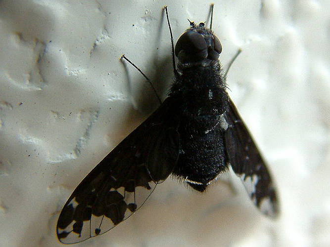 Black Bee Fly (Anthrax maculatus)