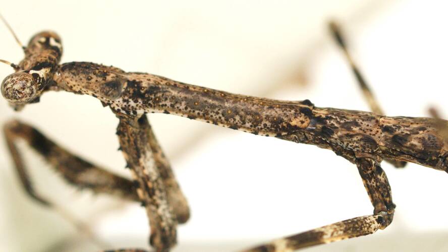 Dryland Mantis (Coenomantis kraussiana)