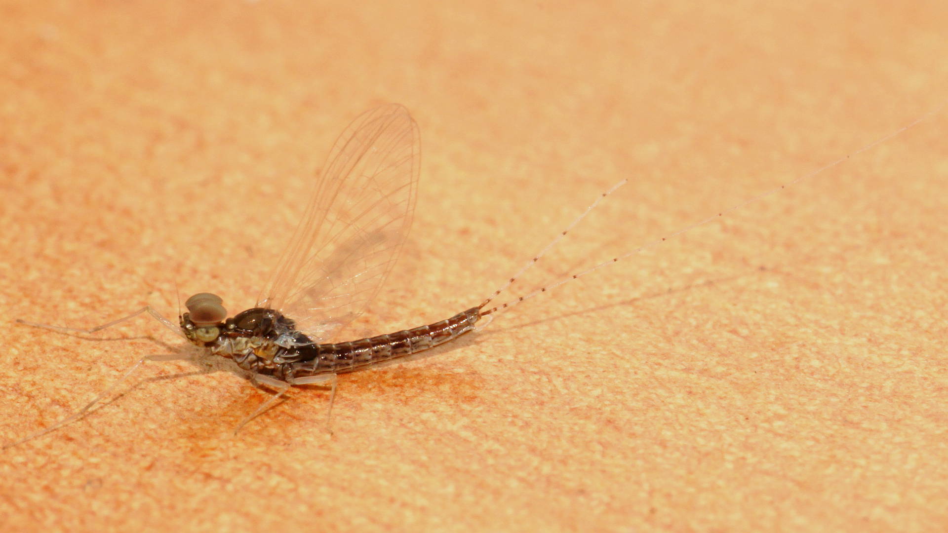 Mayfly (Centroptilum elongatum)