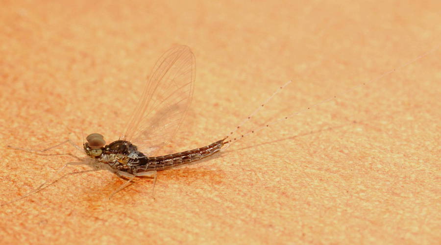 Mayfly (Centroptilum cf elongatum)