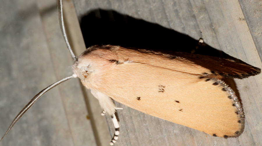 Calico Stem-borer Moth (Cryptophasa rubra)