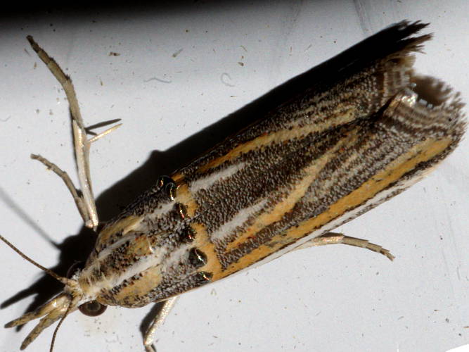 Striped Snout Moth (Etiella chrysoporella)