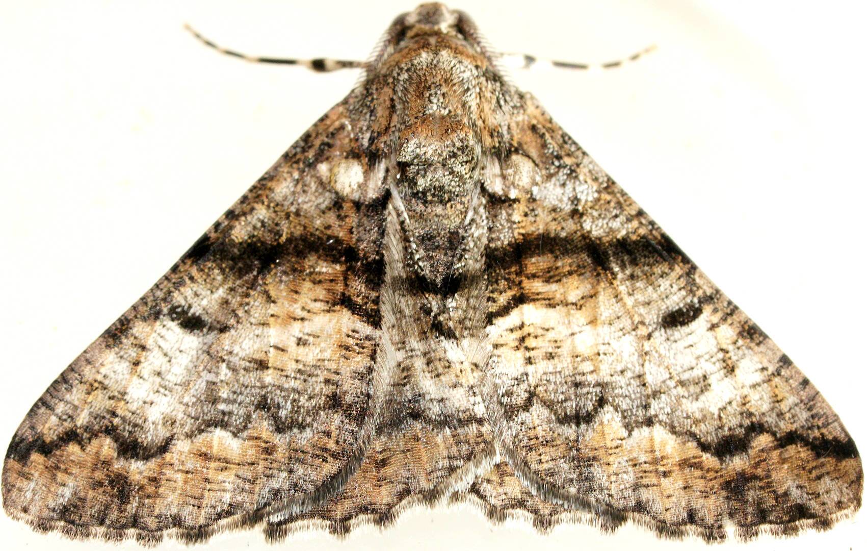 Cryptic Bark Moth (Gastrinodes argoplaca)