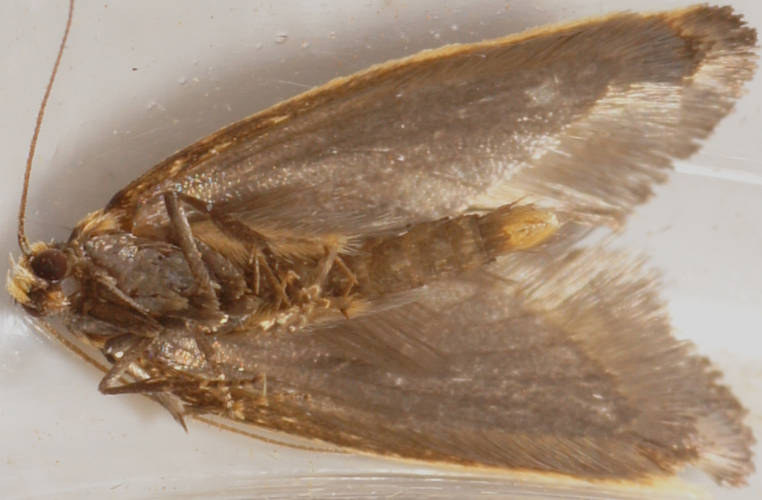 Ticked Conceler Moth (Microbela epicona)