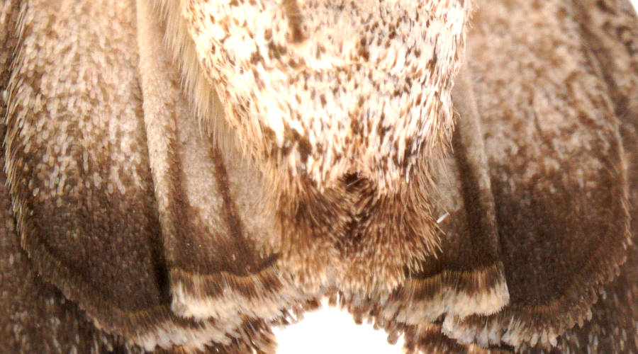 Black Striped Grey Moth (Ectopatria paurogramma)