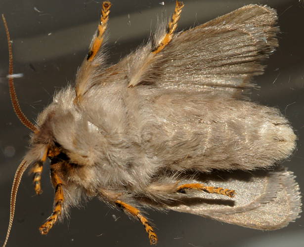 Tiger Cup Moth (Anaxidia lactea)