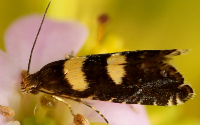 Sedge Moth (Glyphipterix chrysoplanetis)