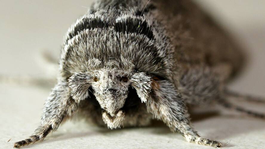 Streaked Notodontid Moth (Destolmia lineata)