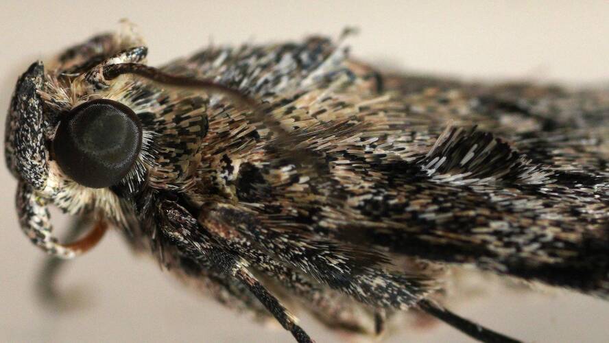 Steaked Pyralid Moth (Enchesphora ANIC11)