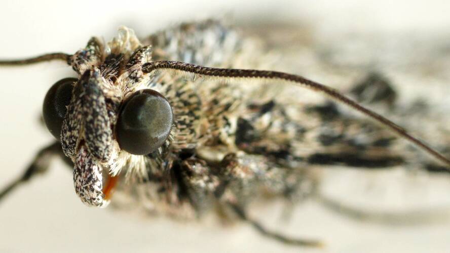 Steaked Pyralid Moth (Enchesphora ANIC11)