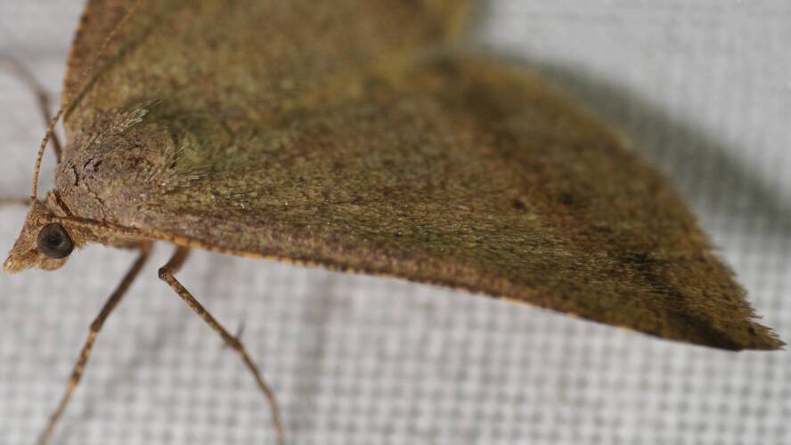 Dodonaea Moth (Parosteodes fictiliaria)
