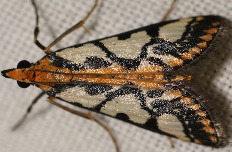 Western Metallarcha Moth (Metallarcha pseliota)
