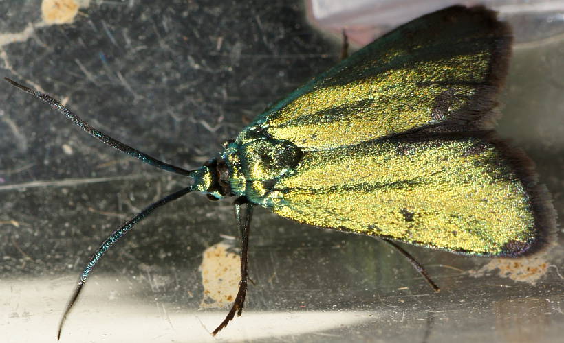 Satin-green Forester (Pollanisus sp)