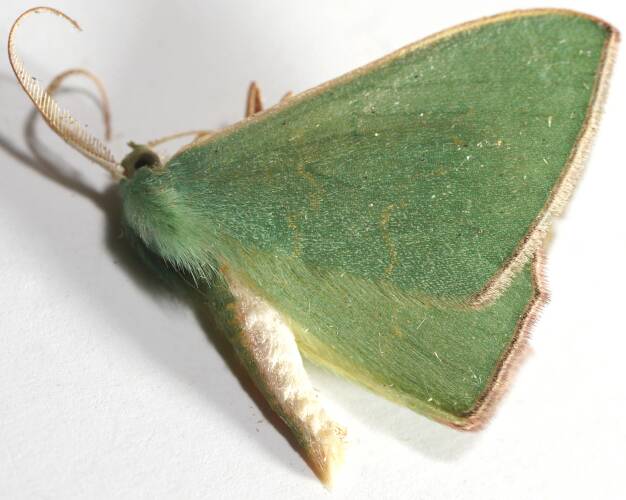 Gum Emerald Moth (Prasinocyma semicrocea)