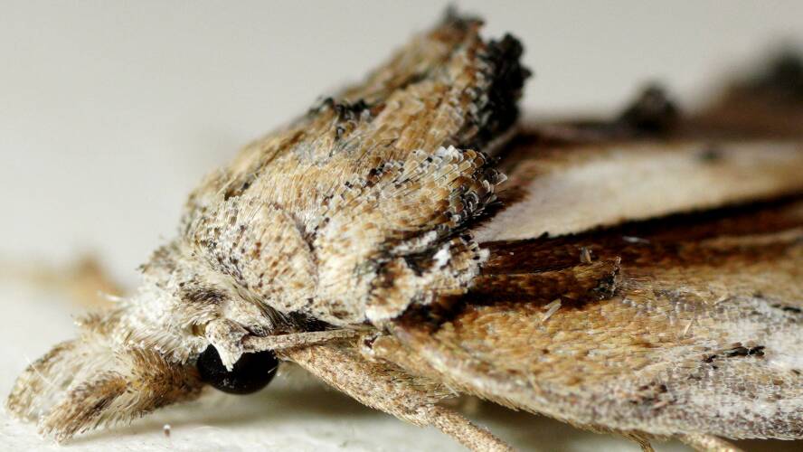Tactile Tuft Moth (Aquita tactalis)