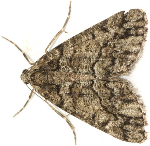 Grey Bark Moth (Lipogya exprimataria)