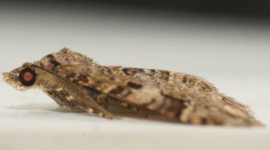 Subidaria Moth (Epyaxa subidaria)