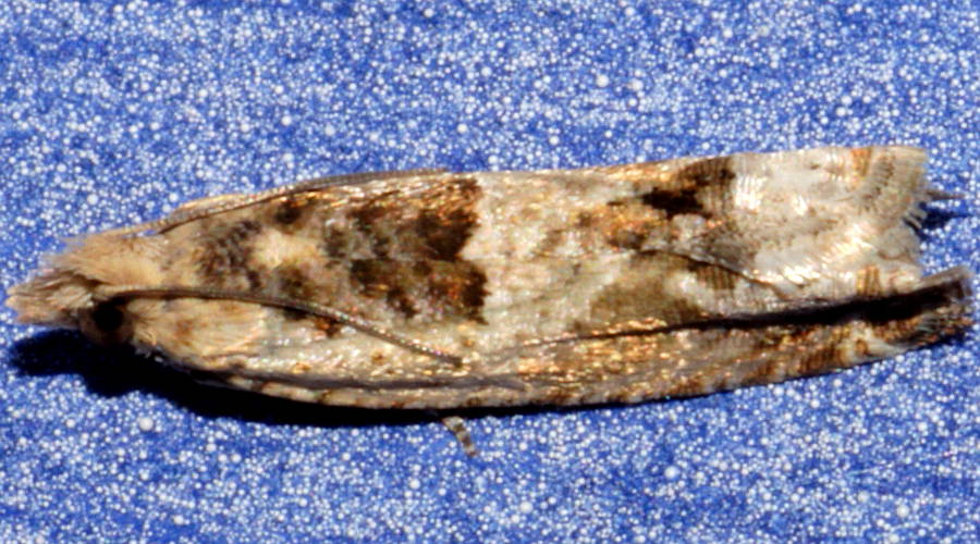Sida Tipworm Moth (Crocidosema plebejana)