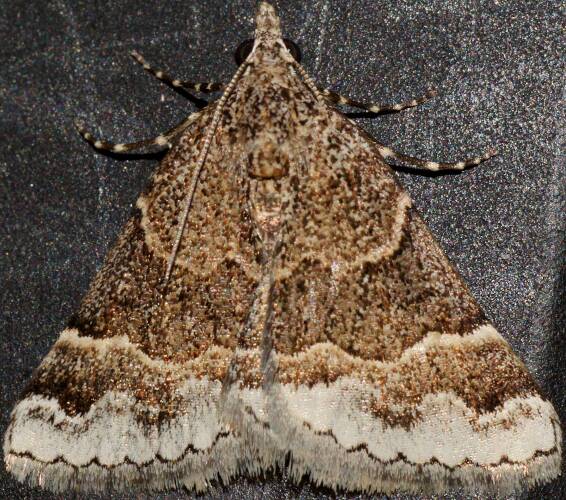 Black Heath Moth (Dichromodes MoV4)